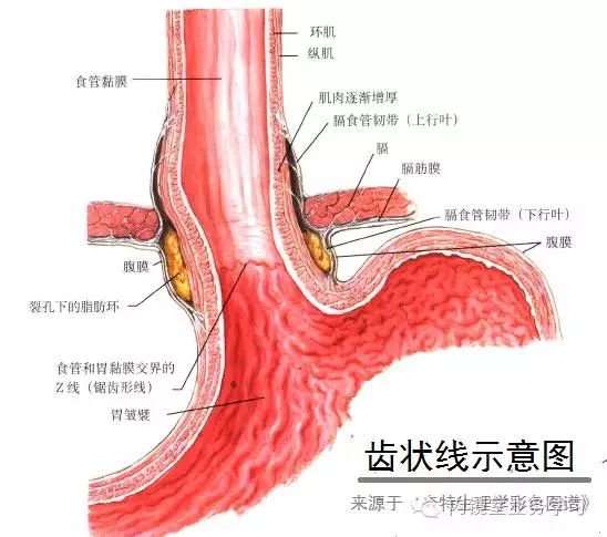 barrett食管相关知识