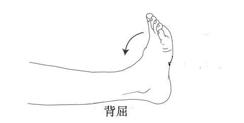 进行跖屈训练时,轻轻地向下点脚趾,可以感受到小腿背侧肌群收缩