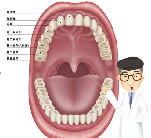 牙医常用的牙齿排列标识有: fdi 牙位表示法:每颗牙用 每个人有32颗
