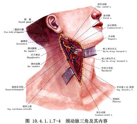 是第一鳃裂发育异常所致,与外耳道关系密切,亦称先天性外耳道瘘