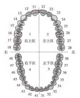 左上颌 左下颌 右下颌的顺序编号,恒牙1-32(乳牙1d-20d或者字母a-t)
