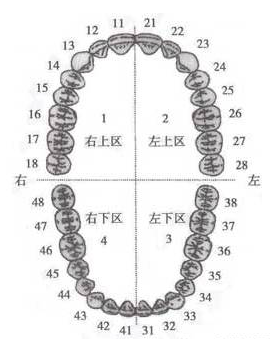 通用记录法:以病人右上颌 左上颌 左下颌 右下颌的顺序编号,恒牙1-32
