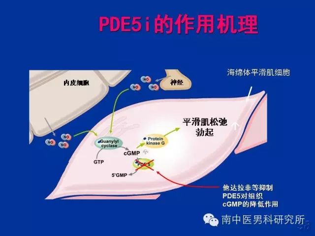 pde5抑制剂作用机制阴茎勃起由阴茎海绵体组织中的环磷酸鸟苷(cgmp)