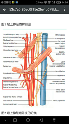 喉上神经的解剖图