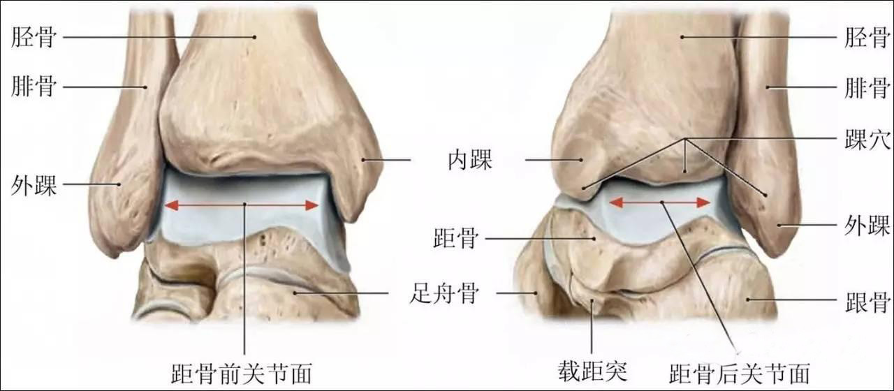 由于踝关节外侧腓骨较长踝穴较深而内踝胫骨较短踝穴较浅,故踝关节更