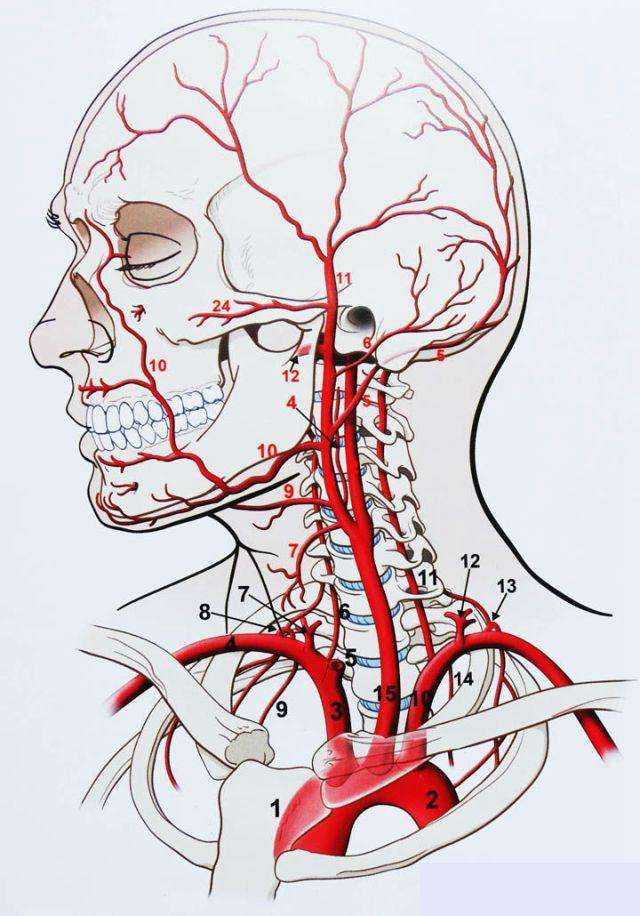 颈椎病才是导致脑供血不全的第一杀手