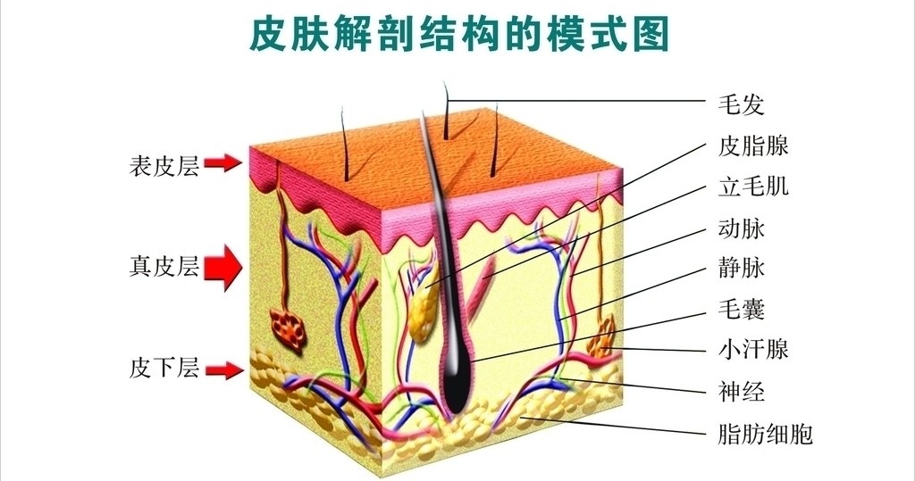 乳晕表面也有毛囊,汗腺,皮脂腺,所以有的女性乳晕周围有比较长的体毛