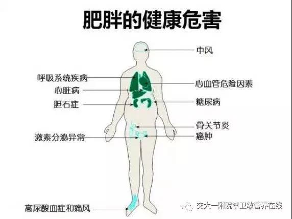 该类型肥胖是多种慢性疾病发生发展的重要危险因素.