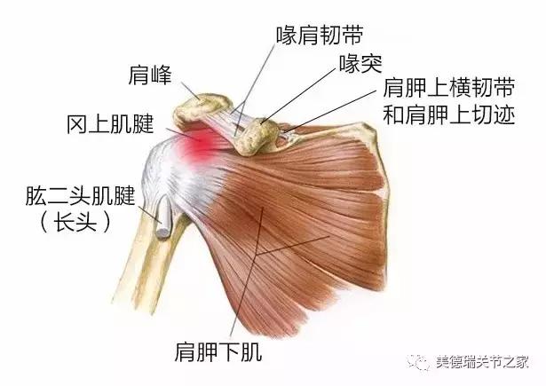 所以那些经常需要手臂上举的工种,如建筑工,油漆工等就很容易肩膀疼痛