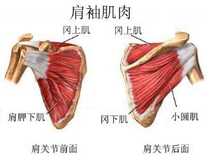 肩袖小肌群:冈上肌,冈下肌,肩胛下肌,小圆肌