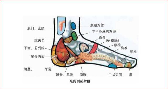 前列腺足部反射区图片图片