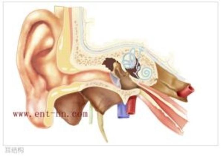 山东省立第三医院耳鼻喉科医学科普常识--外耳