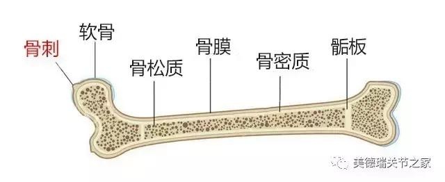 长骨的内部结构图片