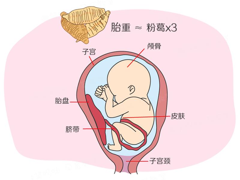 怀孕33周胎儿图片