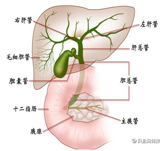 胆囊毗邻解剖图图片