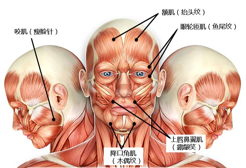 圖1. 面部表情肌示意圖.注射不準確會導致表情的異常和麵部的僵硬.