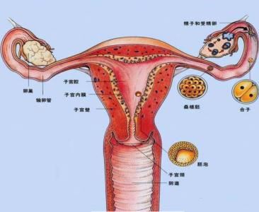 29岁女子卵巢储备功能像50岁,这个时间点很多女性都在犯的错