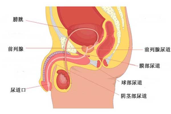 成年男性的整个尿道,长度大约16~22厘米,直径大约5~7毫米