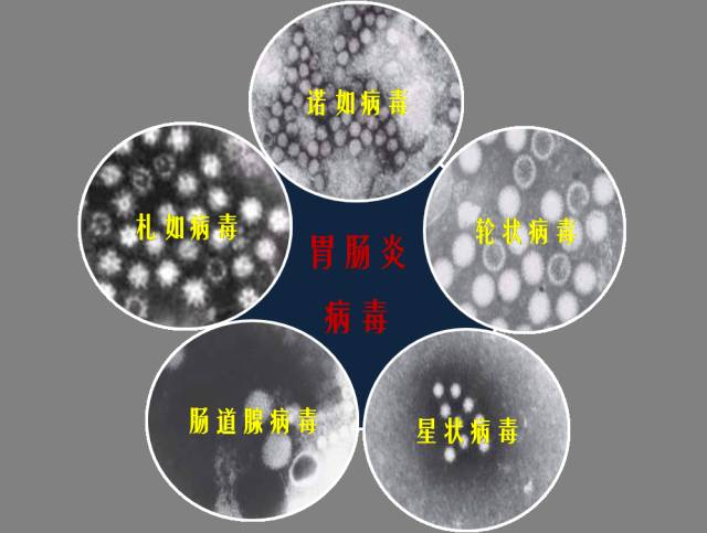 病毒有杯状病毒