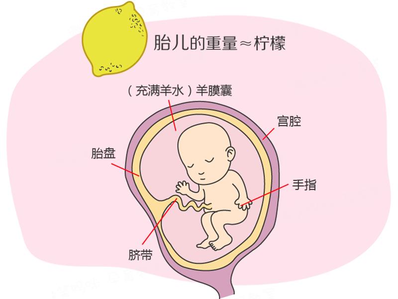 孕期40周指南怀孕第13周胎儿即将快速增长