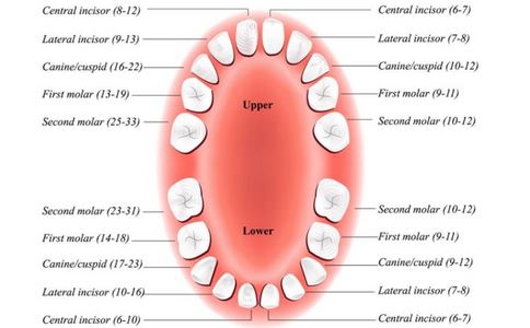 牙齿小知识 健康的成年人有多少颗牙齿