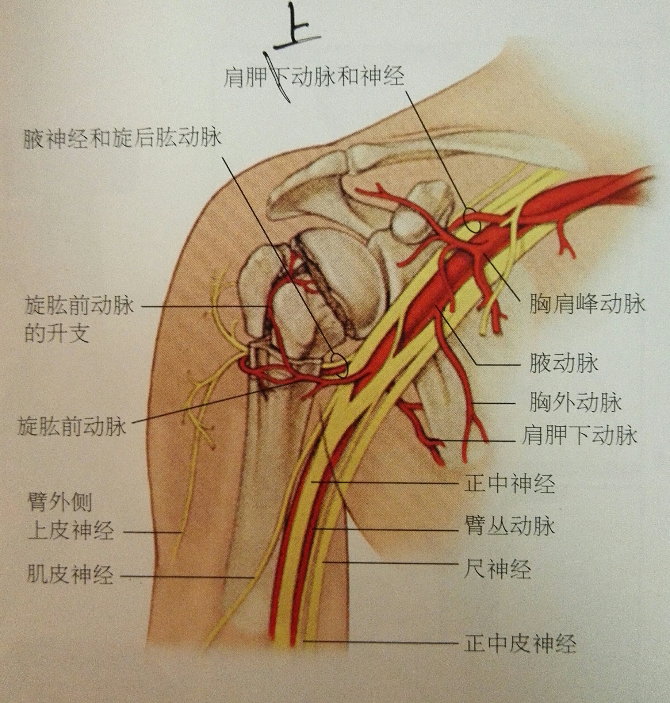 肱骨外科颈位置图片