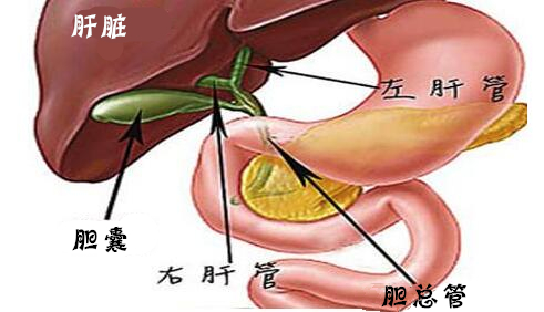 胆与肝的位置图图片