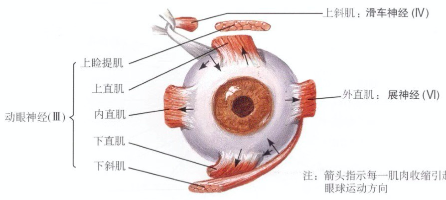 国内成功开展动眼神经显微血管减压术治疗动眼神经麻痹_孙洪涛医生
