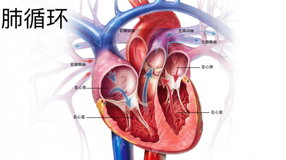 肺心病图解图片