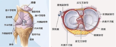 关于膝关节交叉韧带和半月板的热点问题