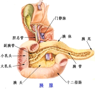 胰腺的解剖位置图片
