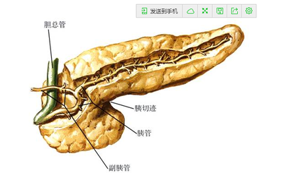 胆囊壶腹部图片