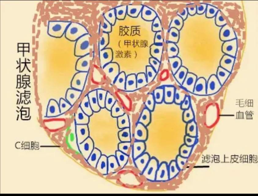 甲状腺的滤泡细胞每天吸收着我们从甲状腺上那4条动脉血管运来的碘