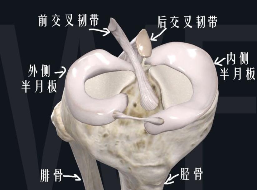 半月板损伤该怎么办 健康号 微医