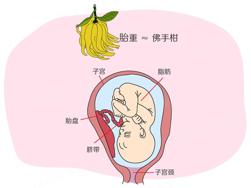 怀孕31周胎心位置图片图片