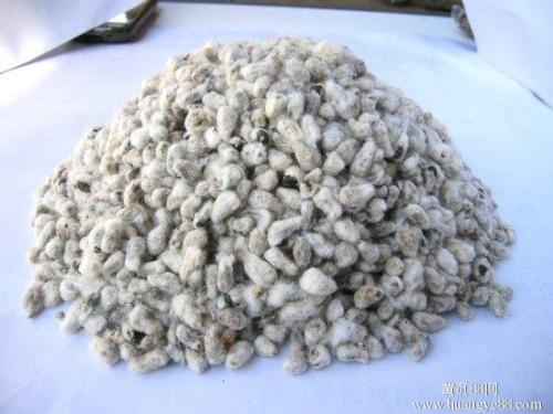 棉籽是棉花经过轧花,脱绒后的副产品.