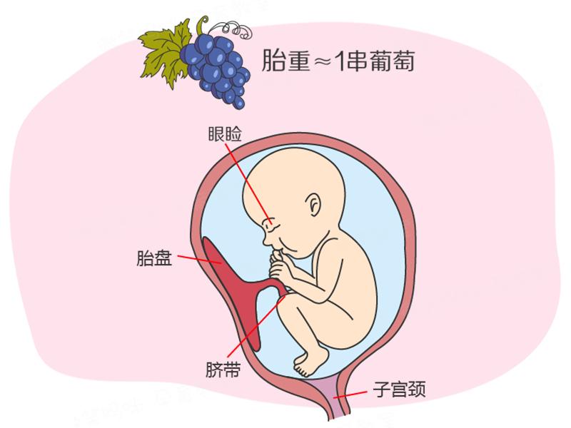 孕期40周指南:怀孕第21周 胎儿的体重在快递增长-微医