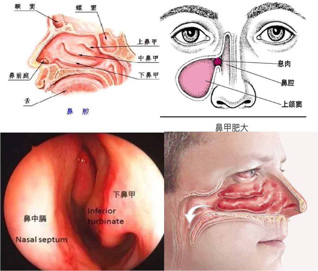 腺的读音图片