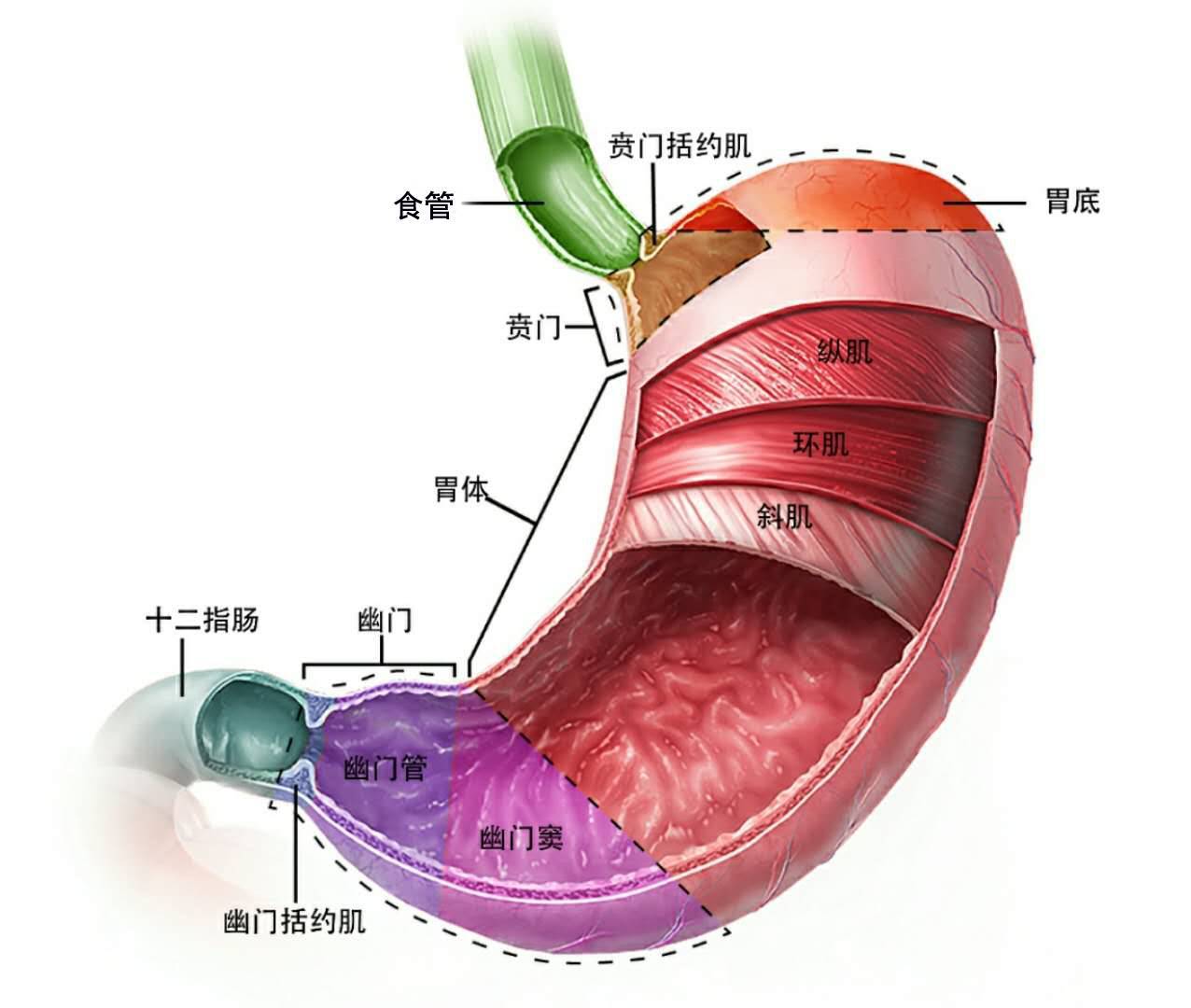 在食管和胃,胃和十二指肠之间,分别有两个「阀门」,前者叫贲门括约肌