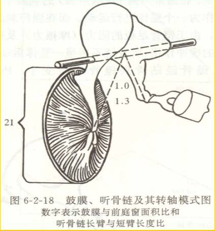 中耳生理功能鼓膜是耳科医生能够直接看到的结构,是诊断中耳疾病的