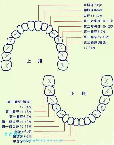 儿童牙齿年龄对照表图片