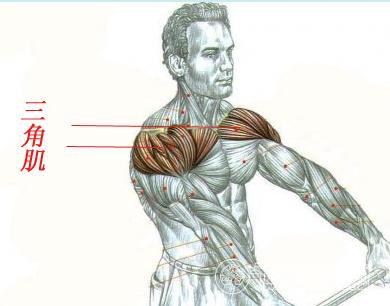 在患者上举的过程中,有两组肌肉分别对肱骨头产生上提和下拉的