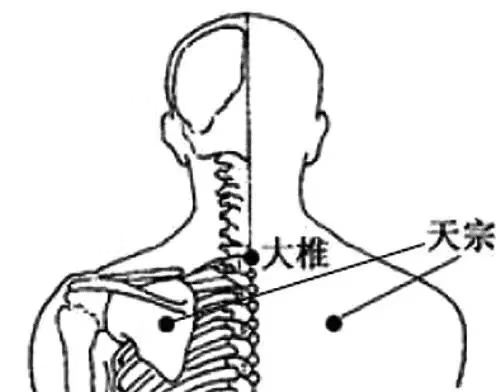 【天宗穴】【峨嵋畅气通络心悟之一百九十七(