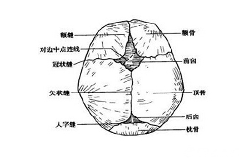 小虎1个月大时矢状缝隙就已完全闭合,矢状缝是颅骨中央由前向后的那条