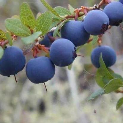 糖尿病人可以吃的三种降血糖水果