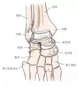 脚踝,或称踝关节是人类足部与腿相连的部